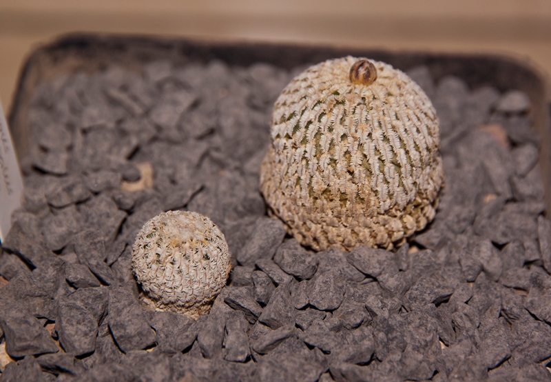 Turbinicarpus pseudopectinatus "la escondida" ROG S.N