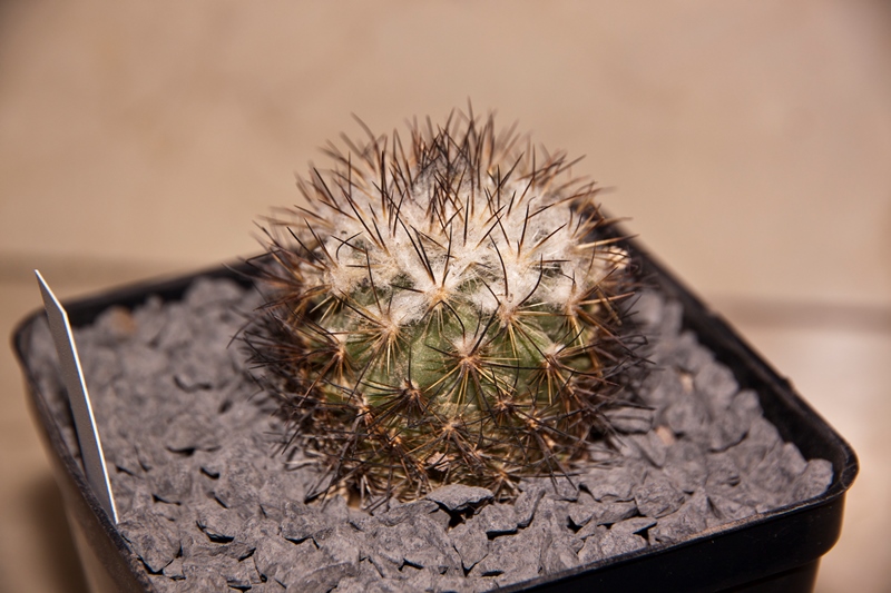 Turbinicarpus viereckii 