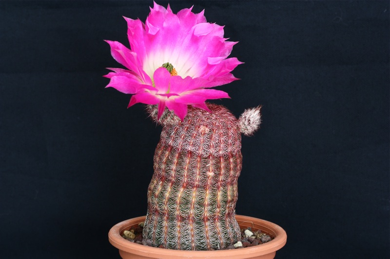 Echinocereus rigidissimus v. rubispinus 