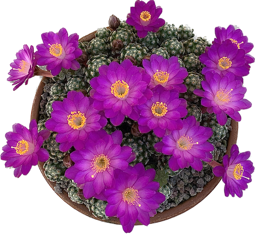 Mammillaria saboae ssp. roczekii  