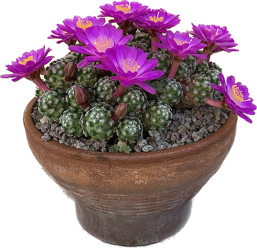 Mammillaria saboae ssp. roczekii  