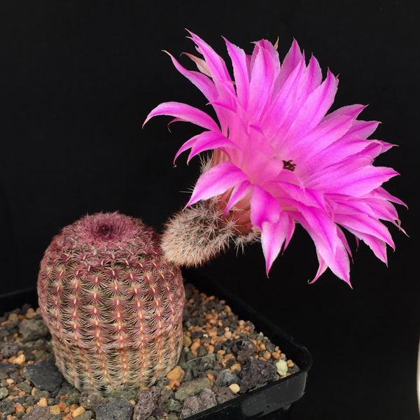 Echinocereus rigidissimus ssp. rubispinus L088