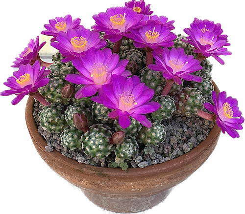 Mammillaria saboae ssp. roczekii  