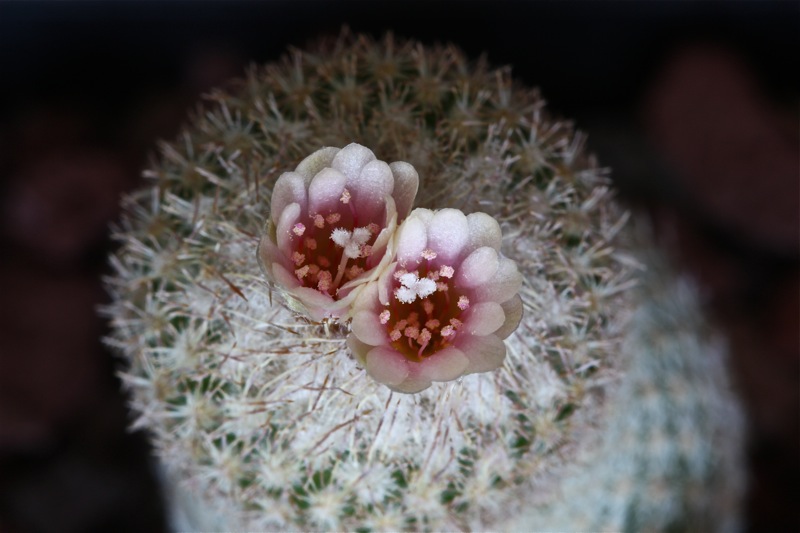 Epithelantha polycephala 