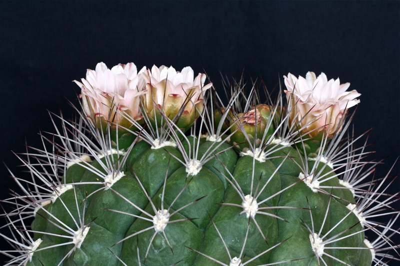 Gymnocalycium saglionis 