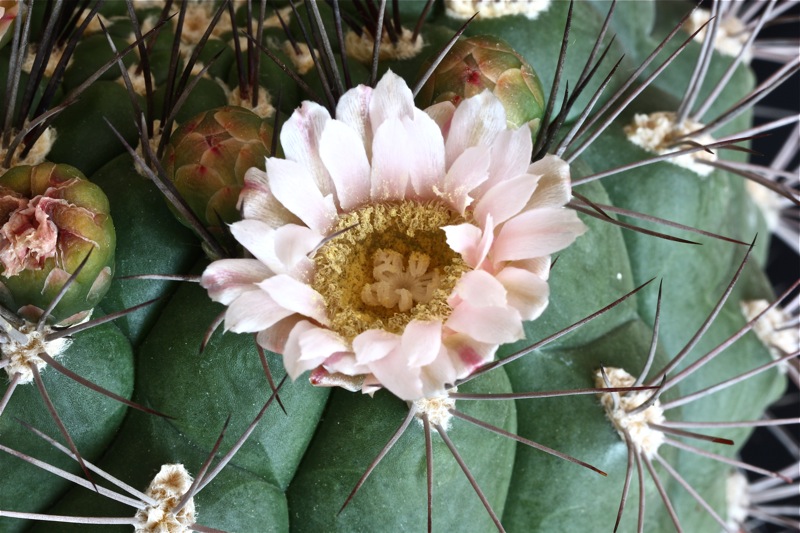 Gymnocalycium saglionis 