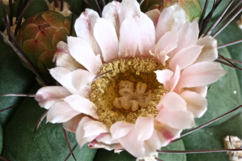 Gymnocalycium saglionis 