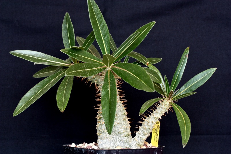 Pachypodium rosulatum v. gracilius 