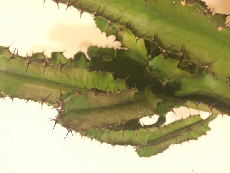 malattie euphorbia 