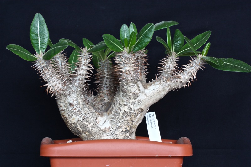 Pachypodium horombense 