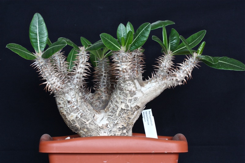 Pachypodium horombense 