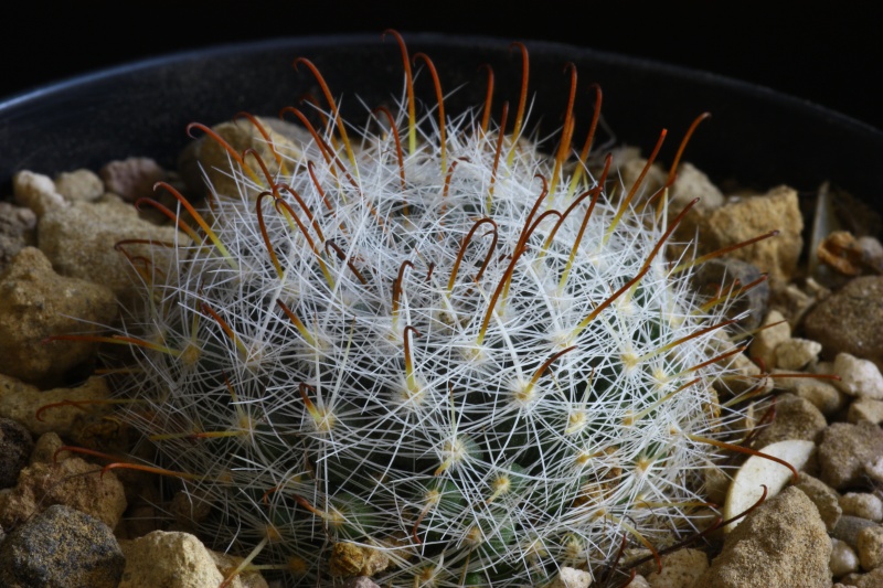 Mammillaria bocasana ssp. eschauzieri 