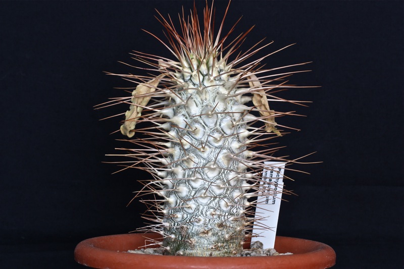 Pachypodium namaquanum 