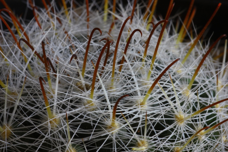 Mammillaria bocasana ssp. eschauzieri 