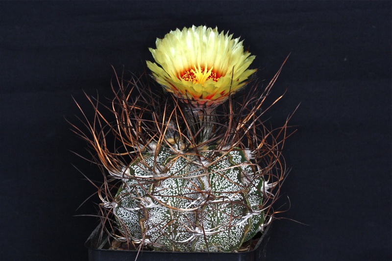 Astrophytum capricorne 