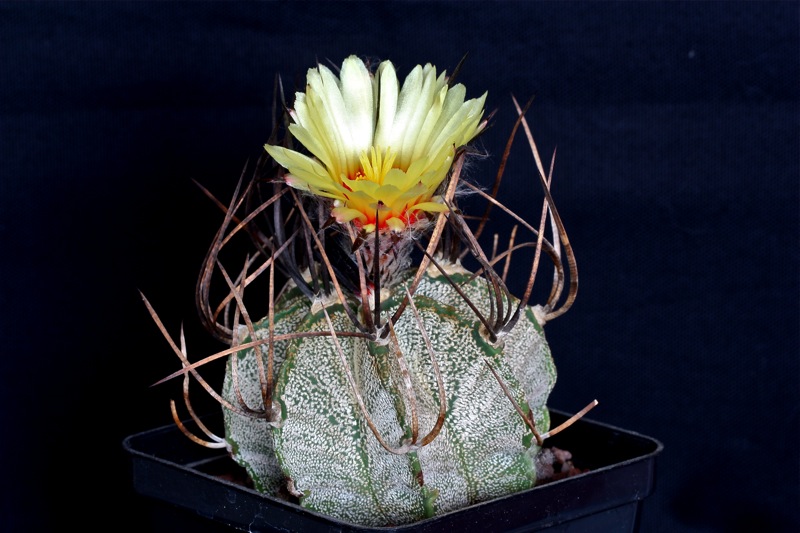 Astrophytum capricorne v. niveum 