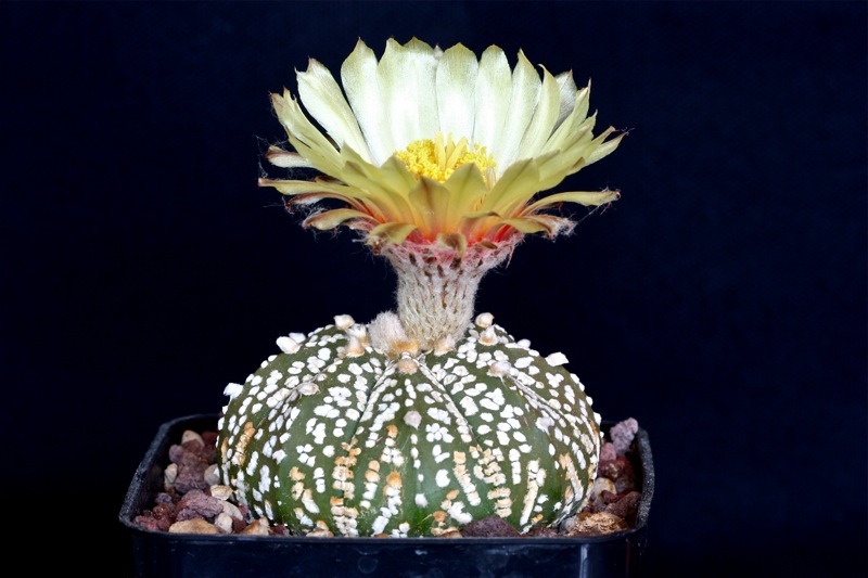 Astrophytum asterias cv. super kabuto 