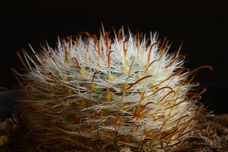 Mammillaria estebanensis 