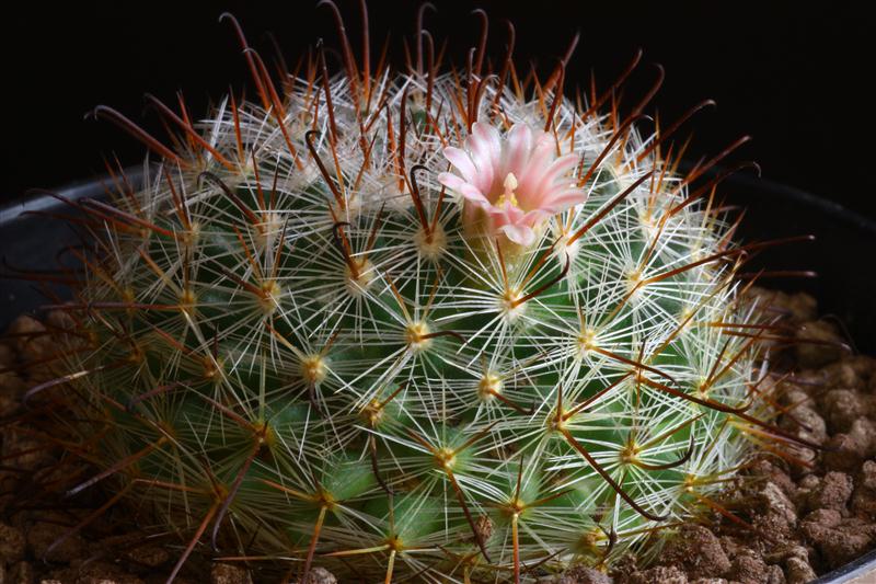 Mammillaria mercadensis 