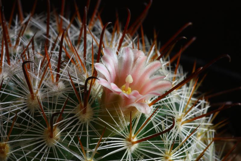 Mammillaria mercadensis 