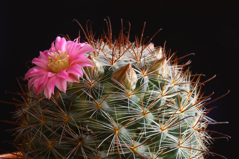 Mammillaria longiflora ssp. stampferi 