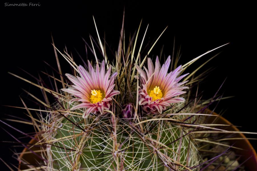 Thelocactus lausseri 