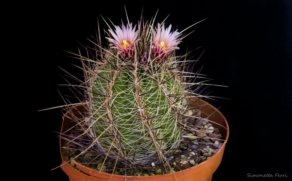 Thelocactus lausseri 