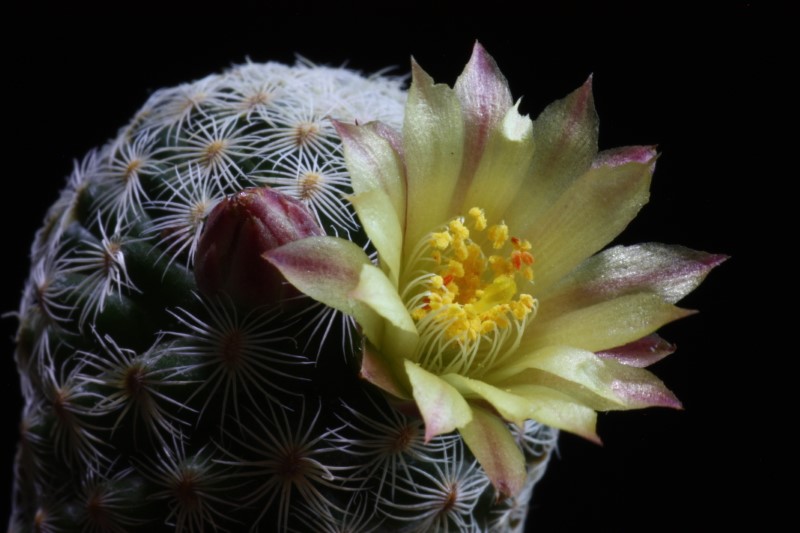 Mammillaria solisioides 