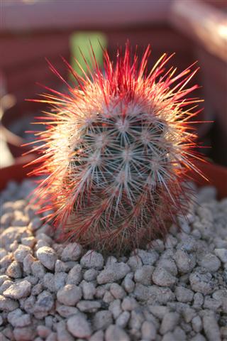 Echinocereus  russanthus 