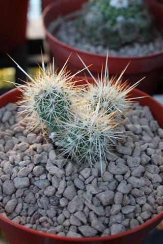 echinocereus  barthelowanus