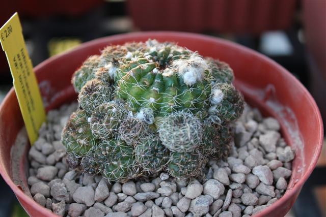 lobivia arachnacantha v. torrecillacensis