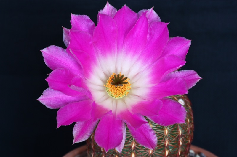 Echinocereus rigidissimus 