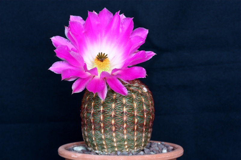 Echinocereus  rigidissimus 