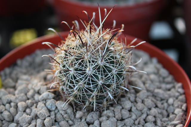 ancistrocactus scheeri