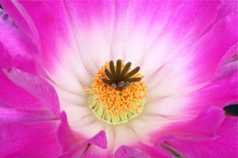 Echinocereus rigidissimus 