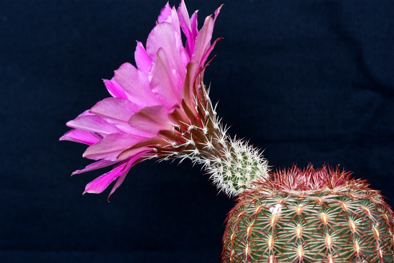 Echinocereus rigidissimus 