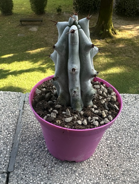 Stenocereus beneckei 