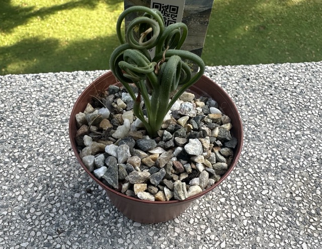 Albuca spiralis 
