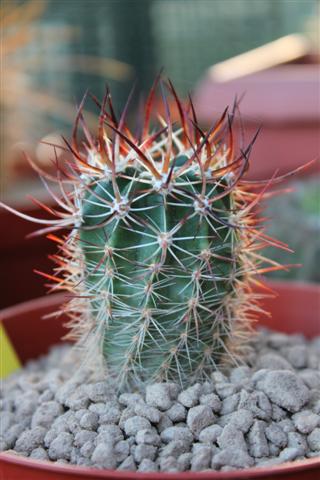 Echinocereus  lindsayi 