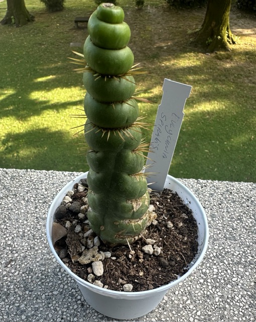 Eulychnia castanea f. spiralis 