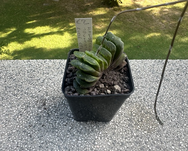 Haworthia truncata cv. lime green 