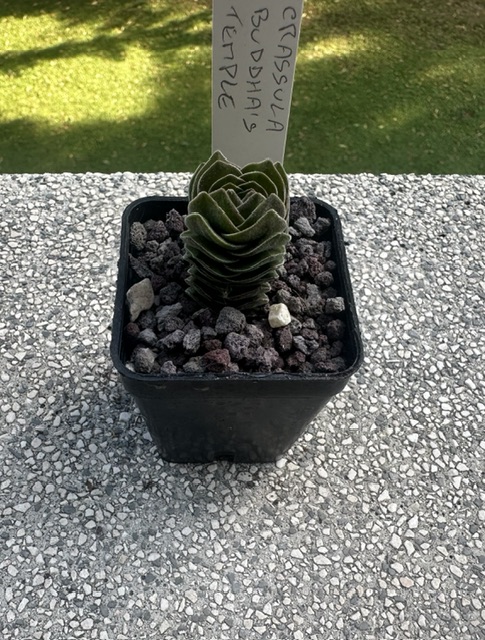 Crassula cv. buddha’s temple 