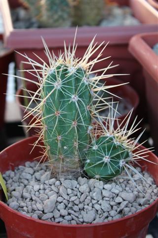 Echinocereus maritimus 