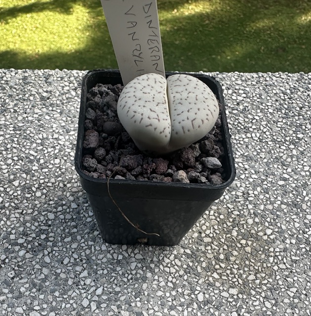Dinteranthus vanzylii 