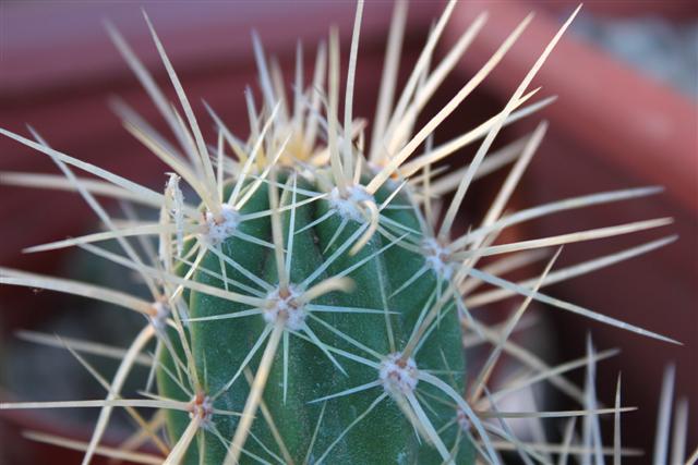 Echinocereus  maritimus 