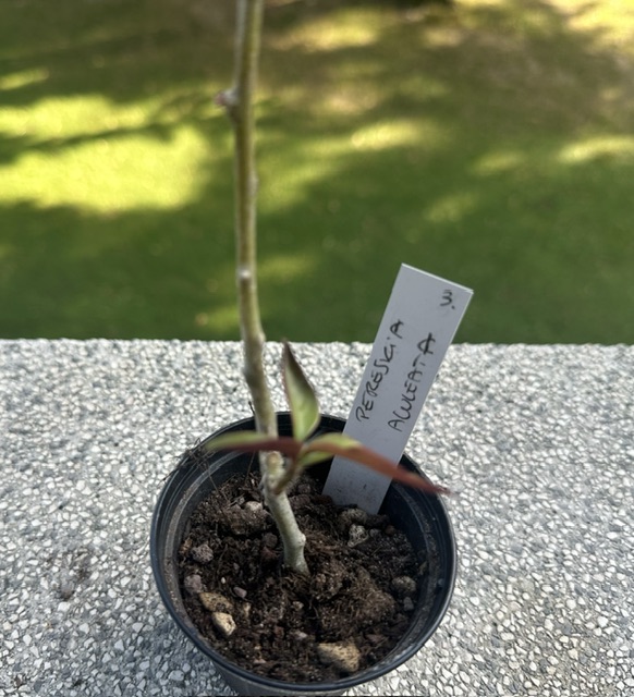 Pereskia aculeata 