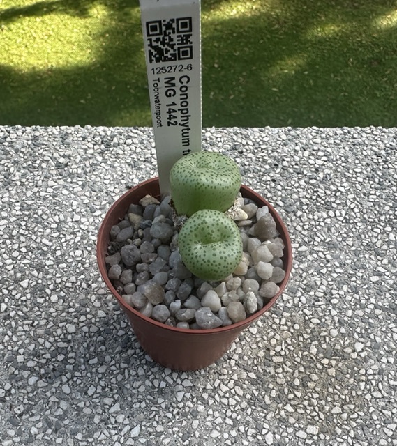 Conophytum truncatum MG 1442