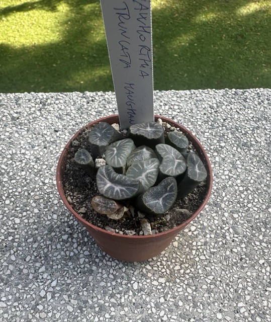 Haworthia truncata v. maughanii 