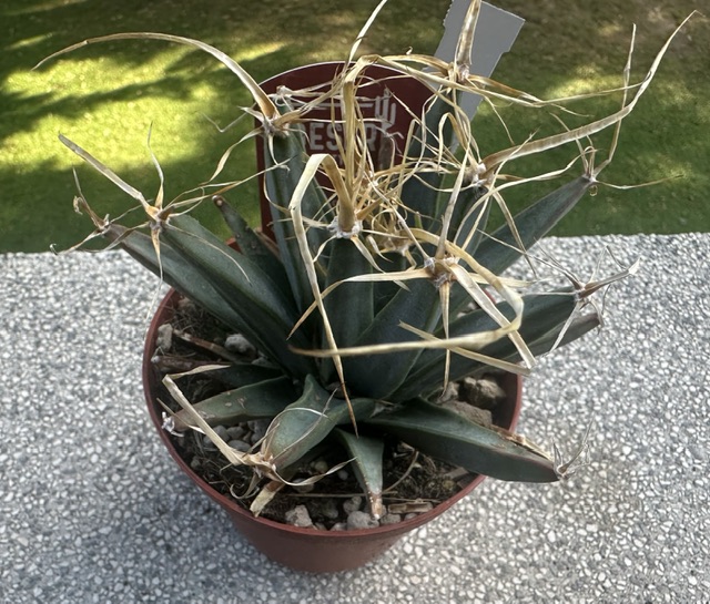 Leuchtenbergia principis 