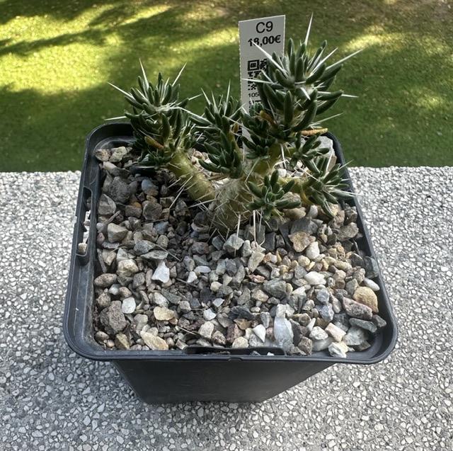 Maihuenia poeppigii 